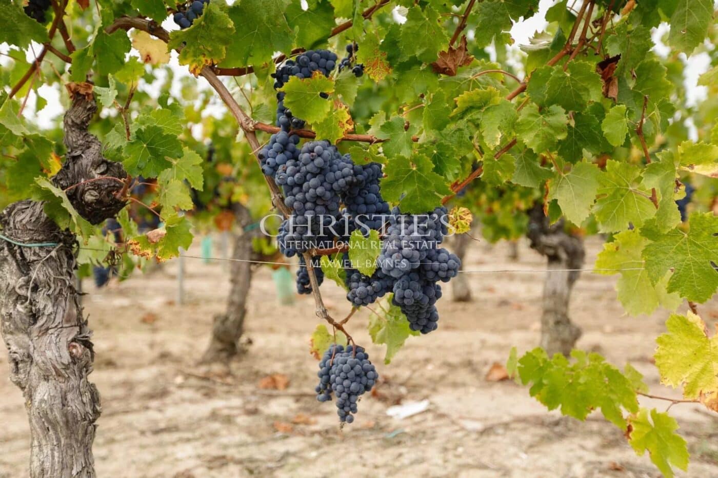 A vendre - vignoble rentable satellite Saint-Emilion