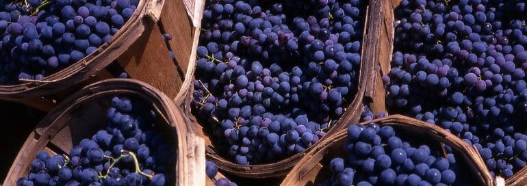 Grape harvest