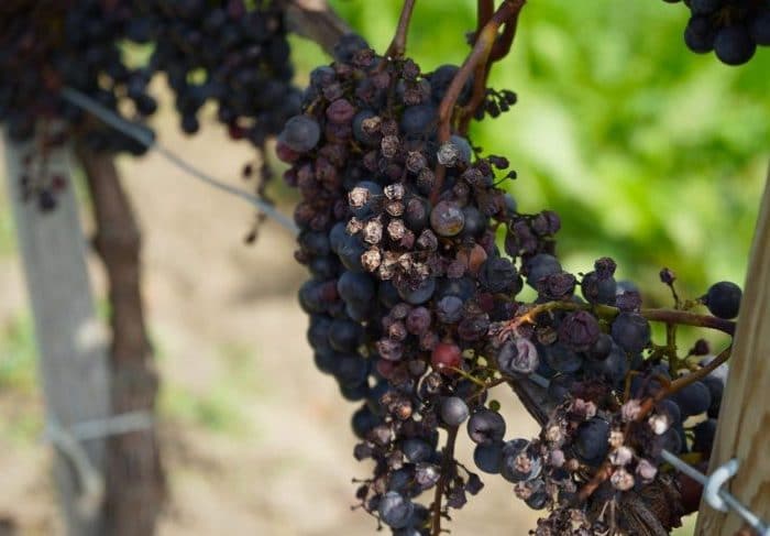 Bordeaux Vineyards Harvest report 2014