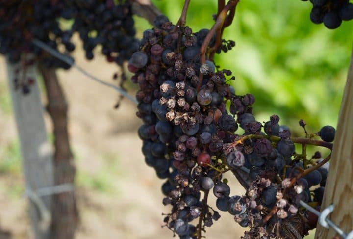 Bordeaux Vineyards Harvest report 2014