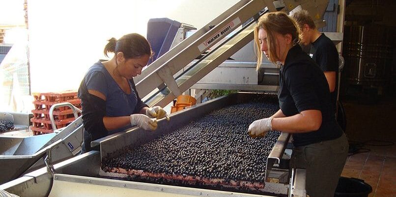 Sophisticated-grape-sorting-table.