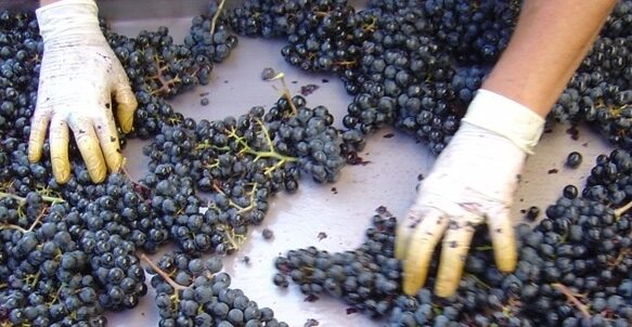 sorting grapes for wine
