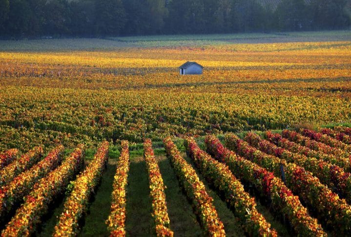 Vineyards for sale in Bordeaux