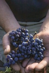 Grapes from a Bordeaux vineyard