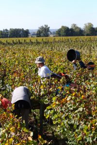 Bordeaux vineyard harvest