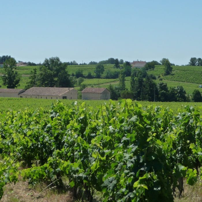 Australian Vineyard Investor chooses Bordeaux