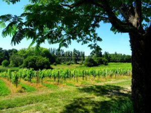 Propriété viticole de caractère en position dominante avec piscine