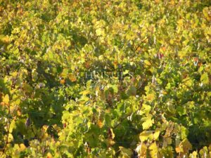 Propriété viticole à vendre au cœur de Saint-Emilion