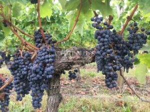 Propriété viticole à vendre au cœur de Saint-Emilion