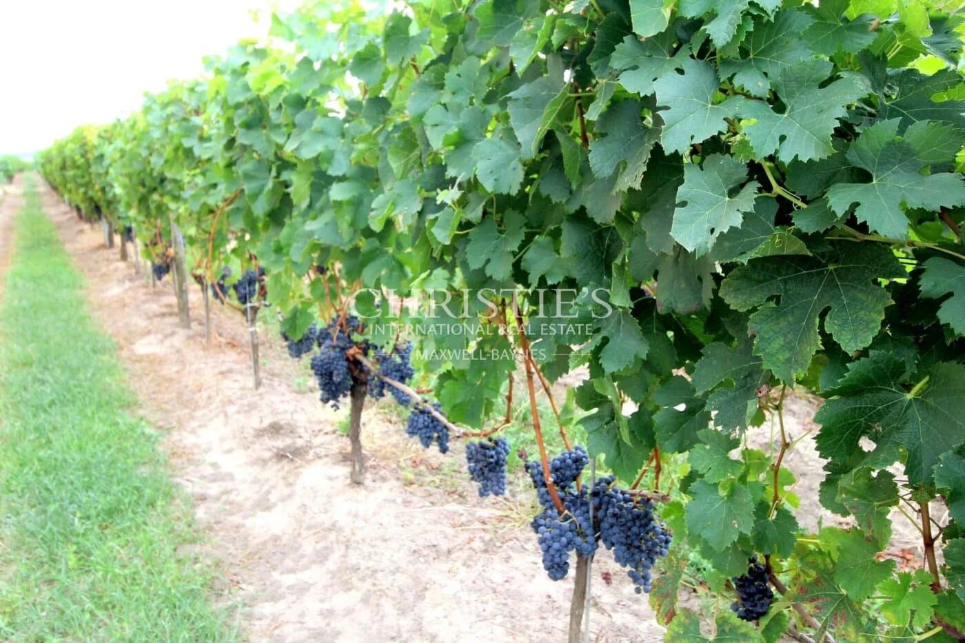 Propriété viticole en AOC Saint-Émilion Grand Cru