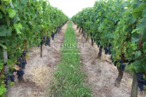 Propriété viticole en AOC Saint-Émilion Grand Cru