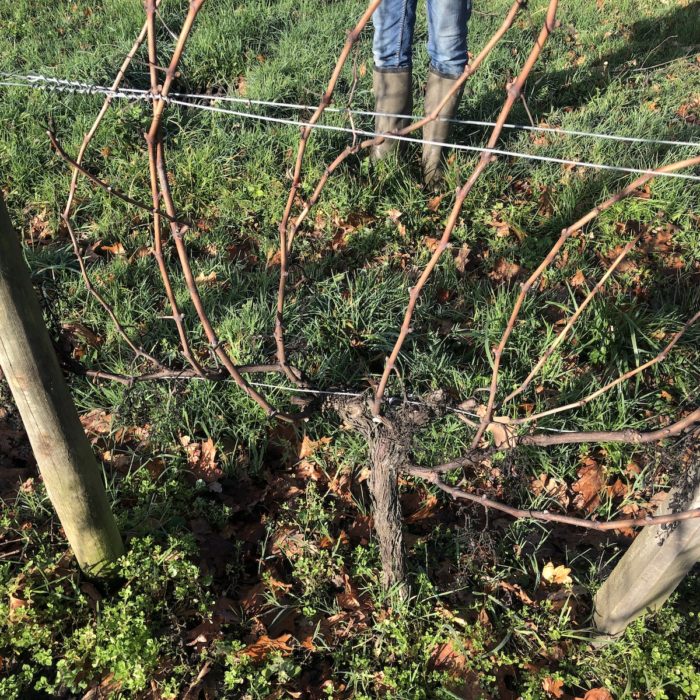 Bordeaux Vineyards – How to Prune: Part 1