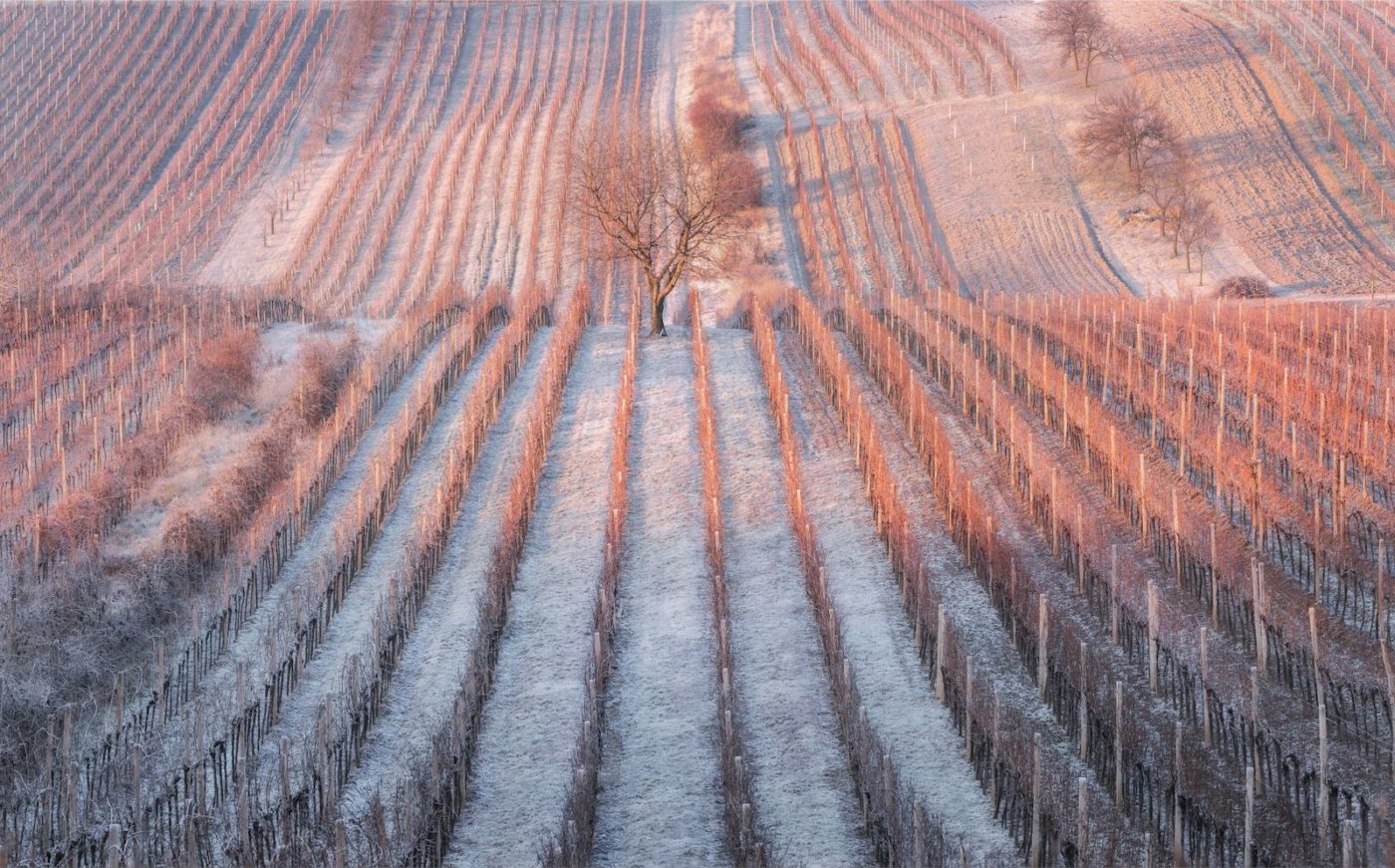 Bordeaux Vineyards – is Frost Bad for Vineyards?
