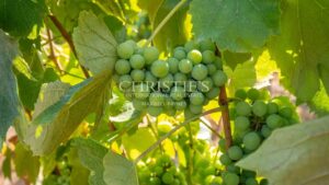 Vente Superbe domaine de Bas Armagnac Biologique