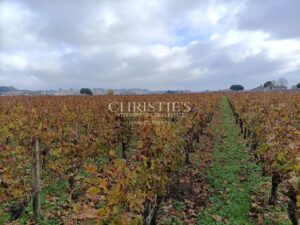 Beautiful vineyard estate - AOC Saint Emilion