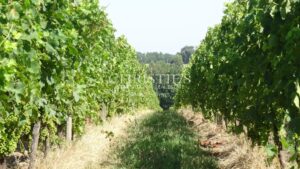 A vendre propriété de 15 ha , beau terroir en Agriculture Biologique