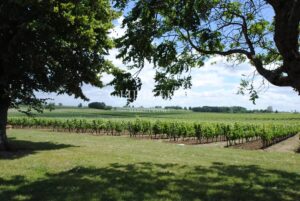 A vendre propriété viticole de 26 ha – Très bien entretenue – Clé en main !