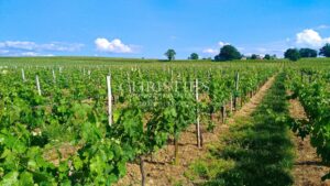 28 ha de vignes - Magnifique terroir - Belle bâtisse !