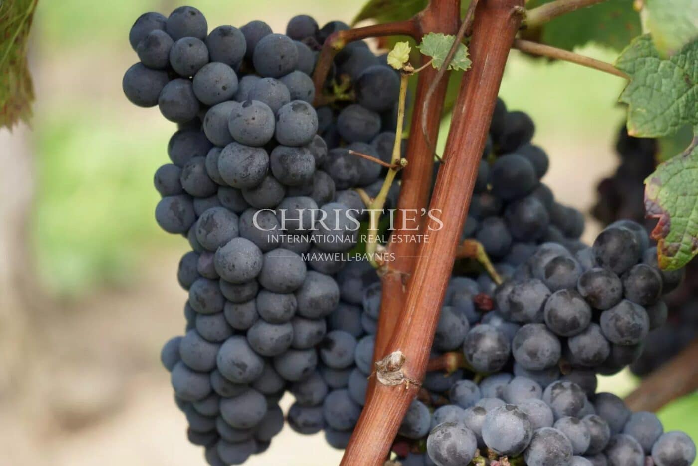 Historic château and vineyard estate on the outskirts of Saint-Émilion with exceptional terroir