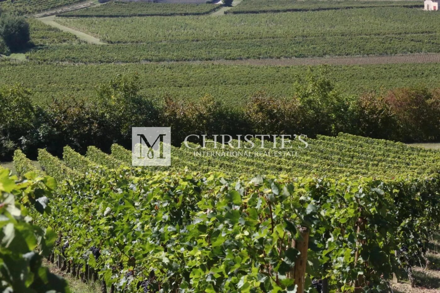 A vendre domaine viticole d'exceptionnel  avec beau terroir