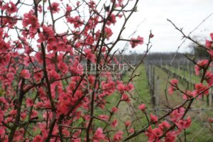Vignoble familial en AOC Côtes de Bourg