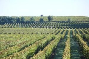 位于圣埃美隆地区,约31.5公顷的美丽葡萄园庄园待售