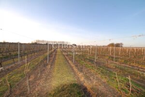 Vineyard estate in excellent condition with efficient winery