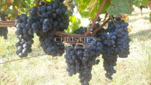 出售——位于 AOP 圣埃美隆的美丽 1 公顷葡萄庄园