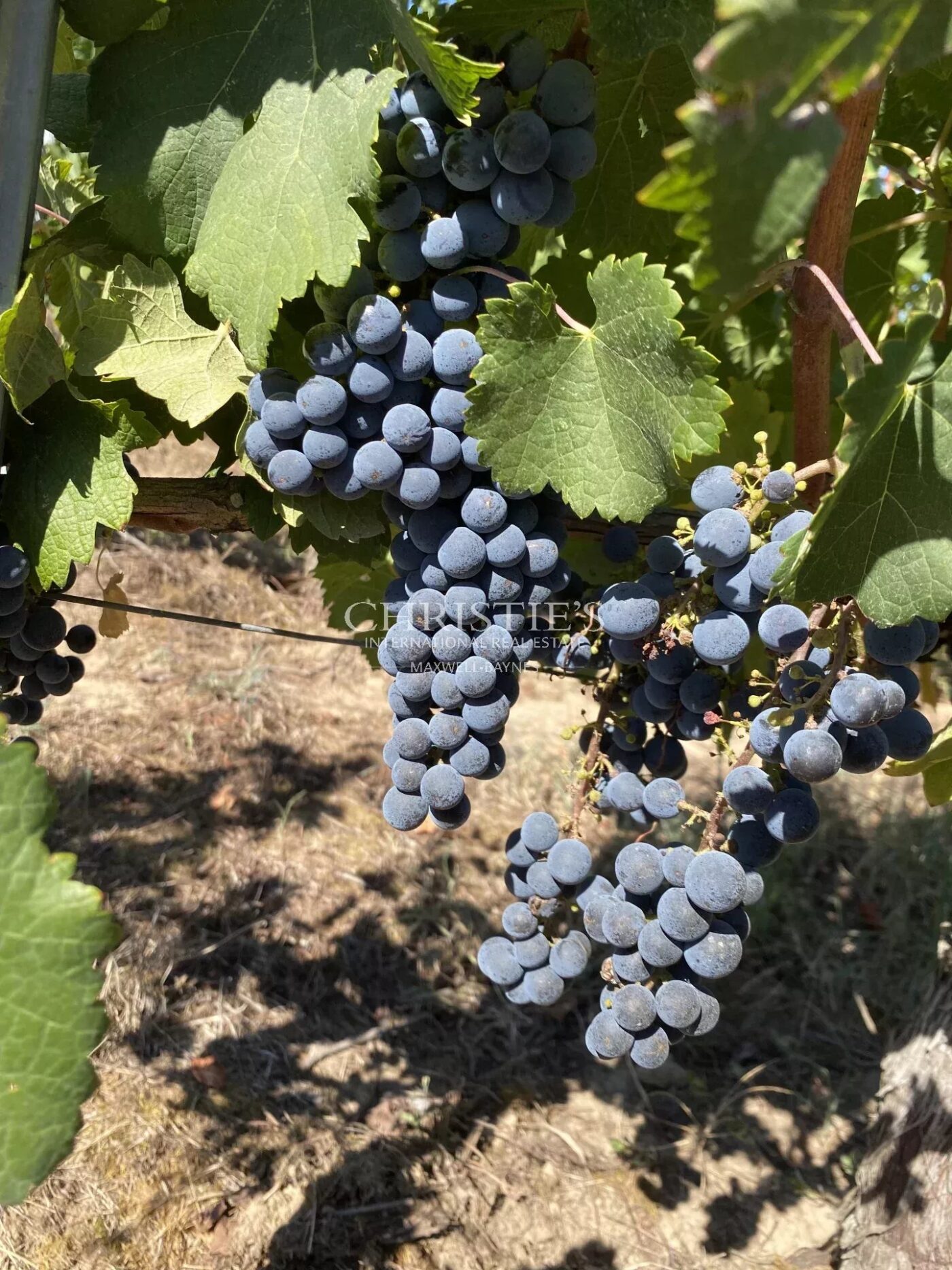 Investissement viticole clé en main - parcelles de vignes en AOC Saint-Emilion Grand Cru