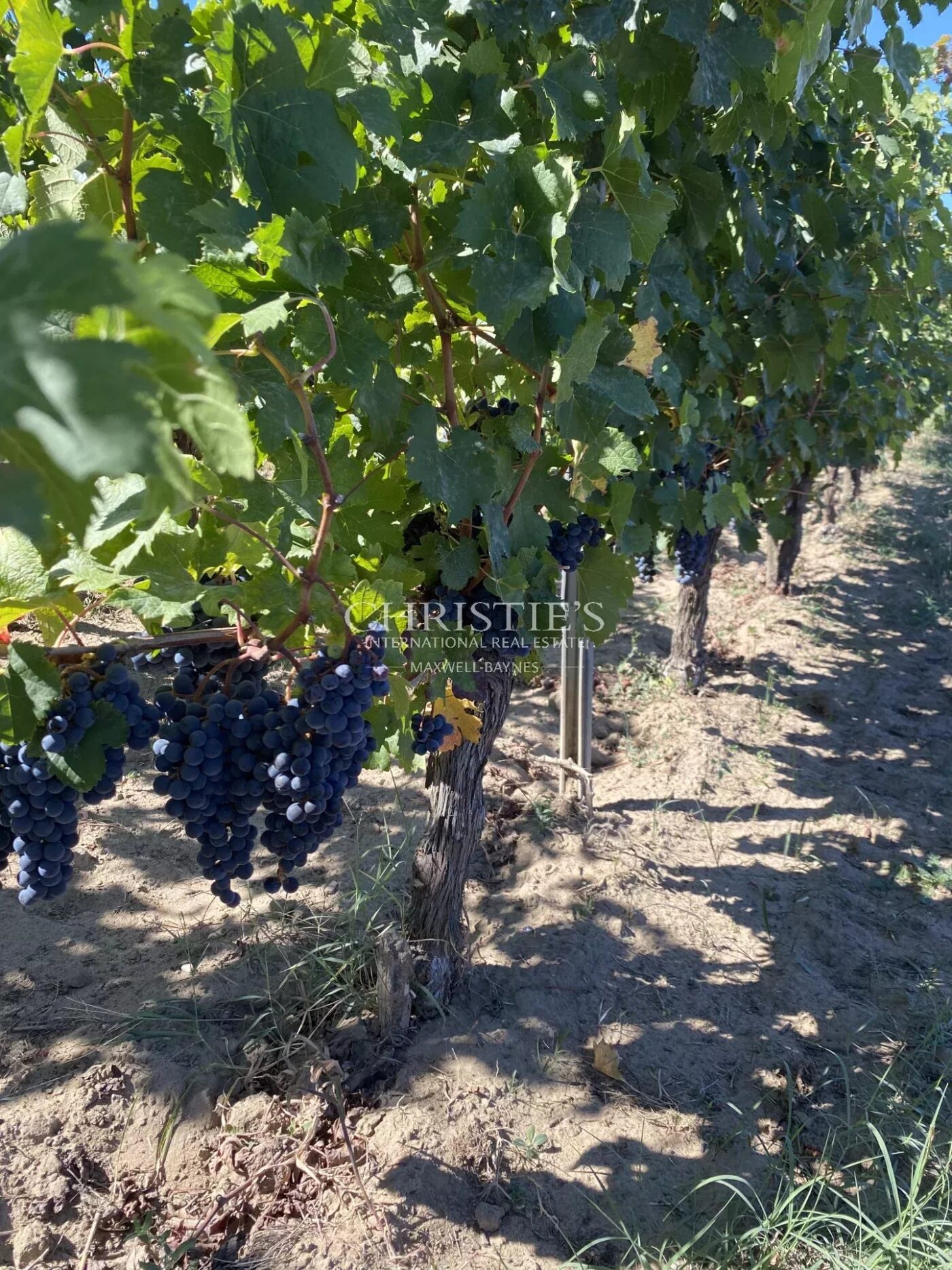 Investissement viticole clé en main - parcelles de vignes en AOC Saint-Emilion Grand Cru