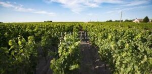 Domaine viticole en AOC Bordeaux / Bordeaux Supérieur très bien situé