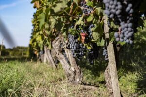 Domaine viticole en AOC Bordeaux / Bordeaux Supérieur très bien situé