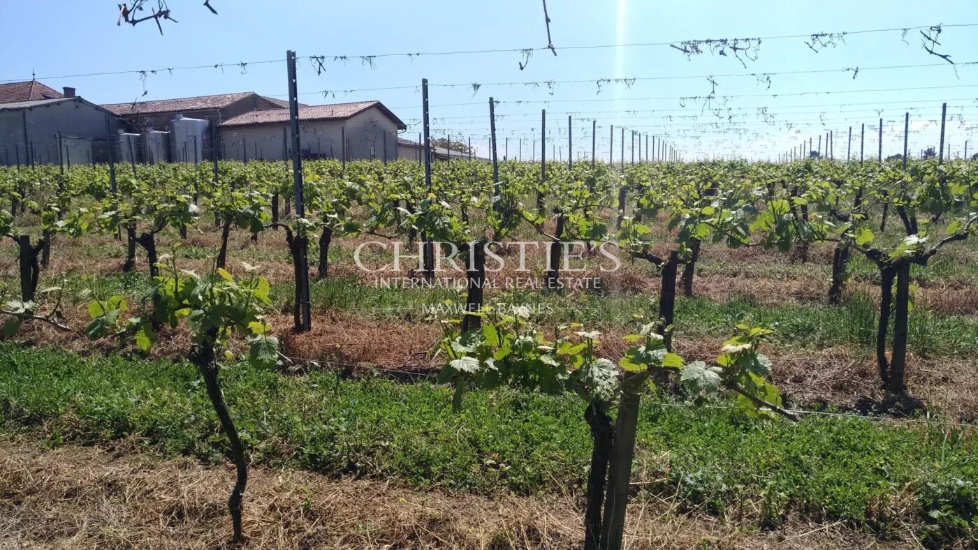 Vineyard estate for sale set in a beautiful environment with Gite