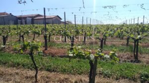 Vineyard estate for sale set in a beautiful environment with Gite