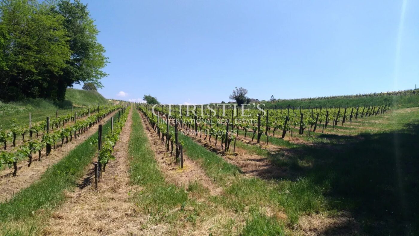 Vineyard estate for sale set in a beautiful environment with Gite