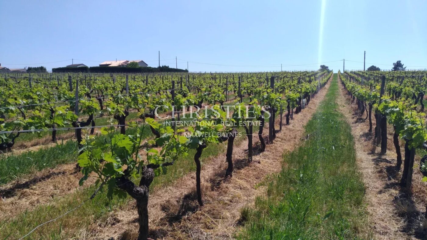 Vineyard estate for sale set in a beautiful environment with Gite