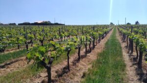 Vineyard estate for sale set in a beautiful environment with Gite