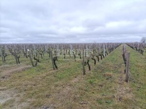 A vendre 26,7820 ha d'un seul tenant - AOC Haut Médoc
