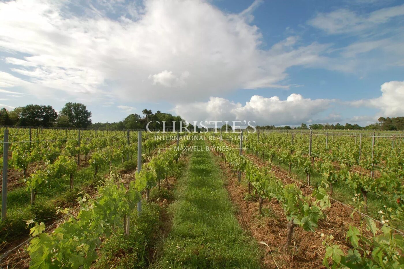 出售 - AOC Pécharmant 和 Rosette 产区的葡萄园,维护良好