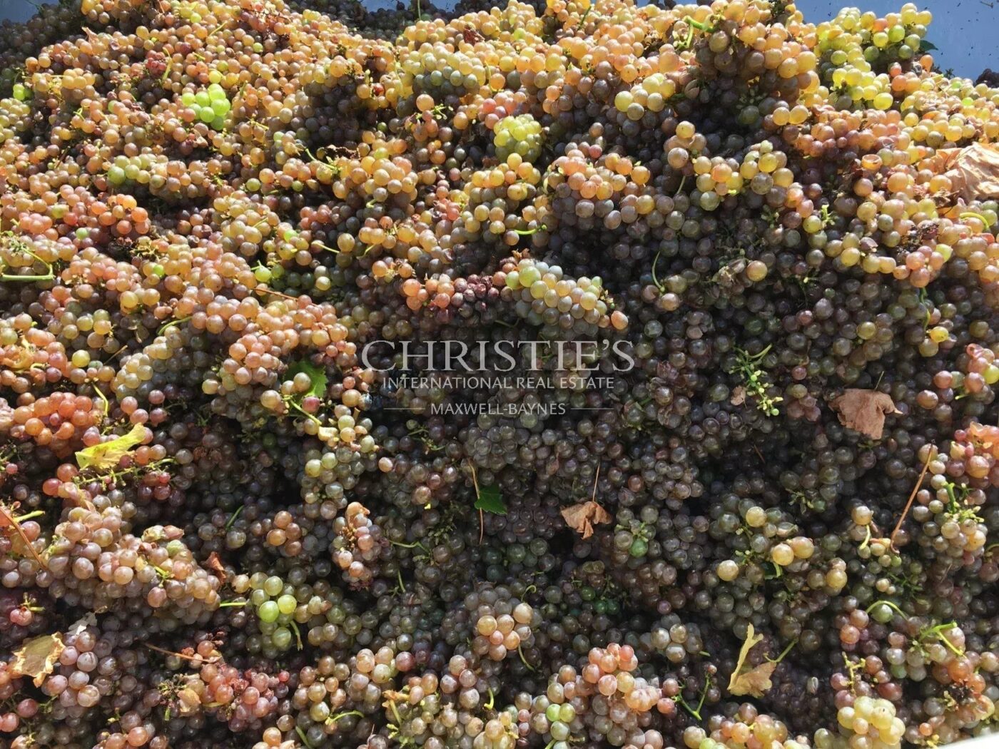 A vendre magnifique propriété de 75 ha en AOC Blaye Côtes de Bordeaux