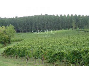 A vendre domaine viticole de 14 ha d'un seul tenant en plein cœur de l'AOC Côtes de Bourg