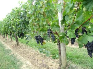 A vendre domaine viticole de 14 ha d'un seul tenant en plein cœur de l'AOC Côtes de Bourg