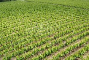 A vendre charmante propriété viticole très bien tenue et de renom