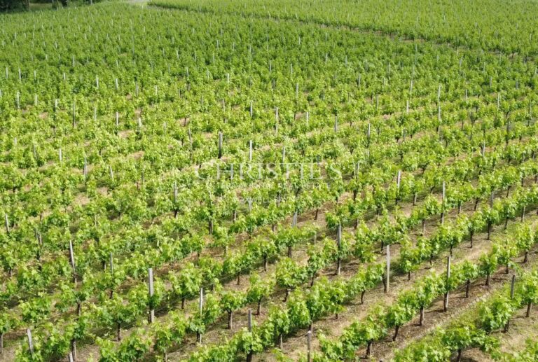 For sale charming vineyard estate with stone house, well-kept and renowned vineyard.