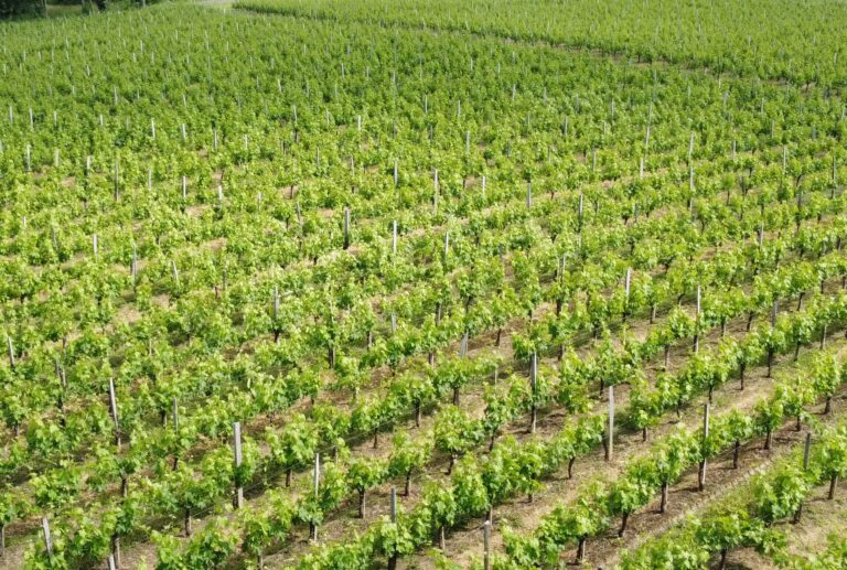For sale charming vineyard property very well maintained and renowned