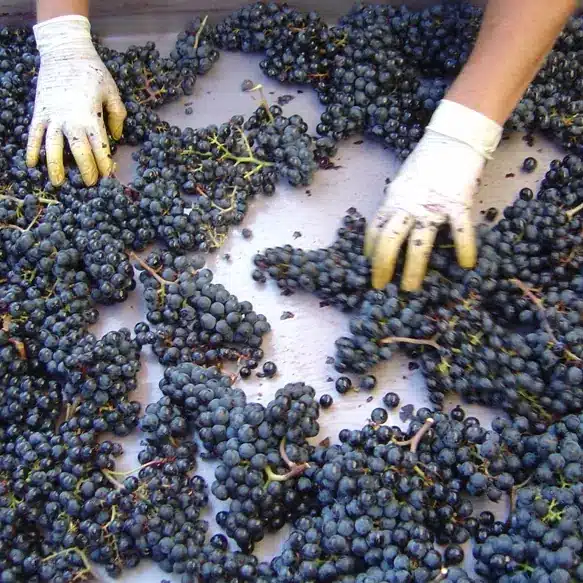 Sorting the grapes