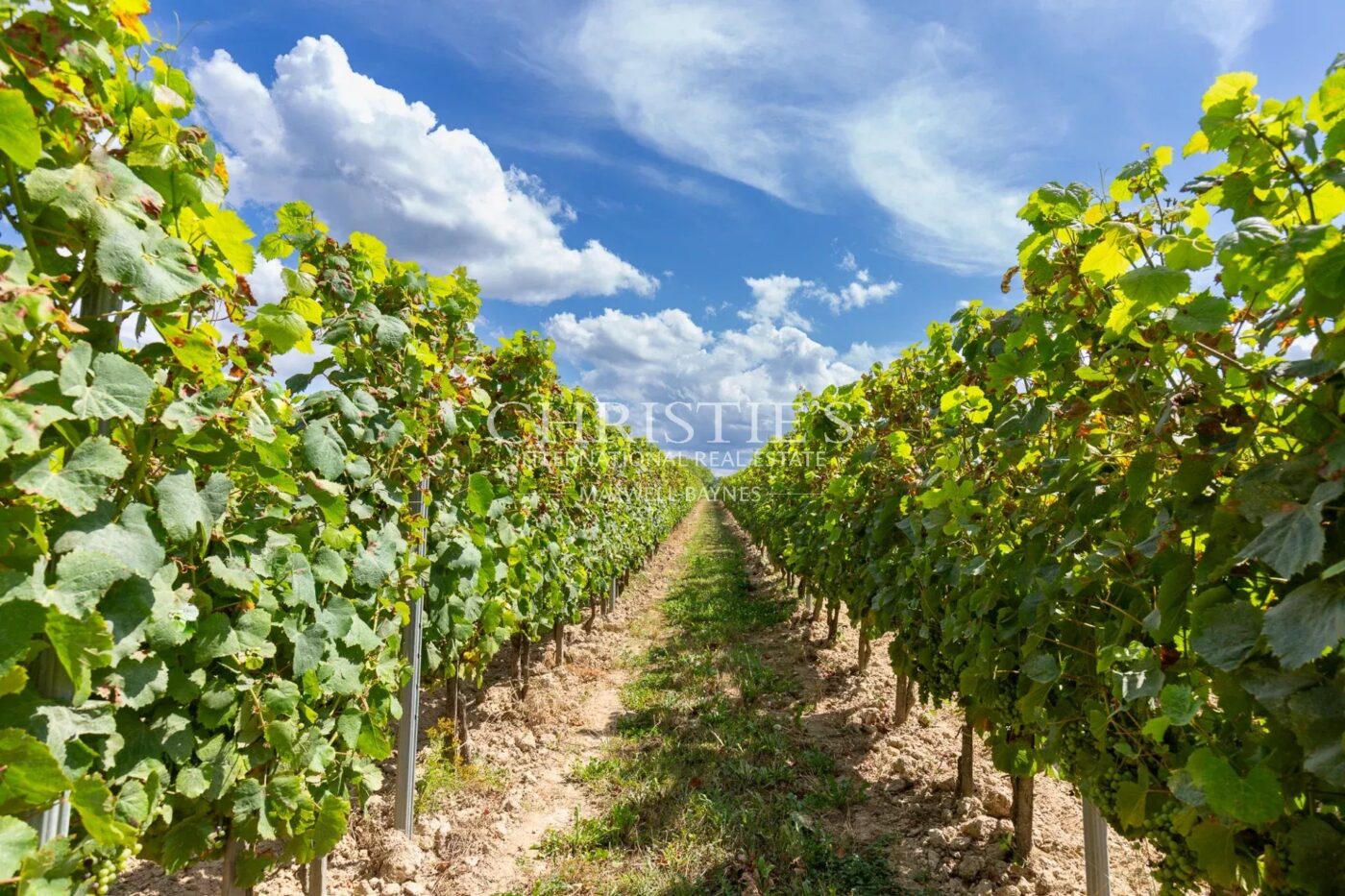A vendre Entre-Deux-Mers très beau domaine viticole avec un excellent terroir, des vins de qualité et un beau Château