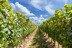 A vendre Entre-Deux-Mers très beau domaine viticole avec un excellent terroir, des vins de qualité et un beau Château