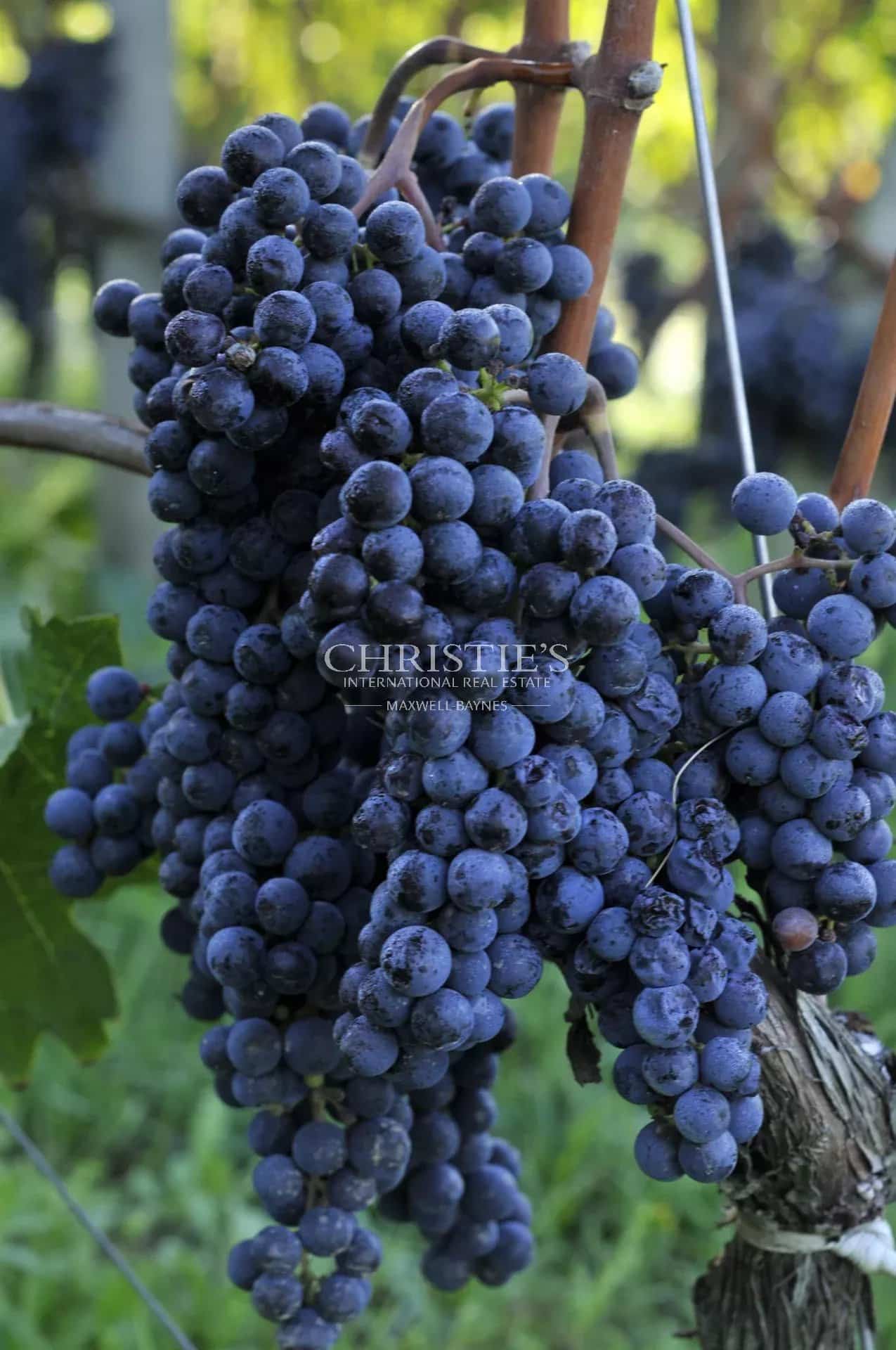 A vendre Entre-Deux-Mers très beau domaine viticole avec un excellent terroir, des vins de qualité et un beau Château