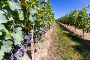 For sale rare and beautiful lifestyle vineyard estate on the banks of the Dordogne River close to Saint-Emilion